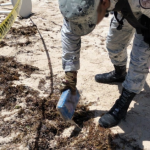 En Quintana Roo, Guardia Nacional localiza entre sargazo paquetes con posible cocaína